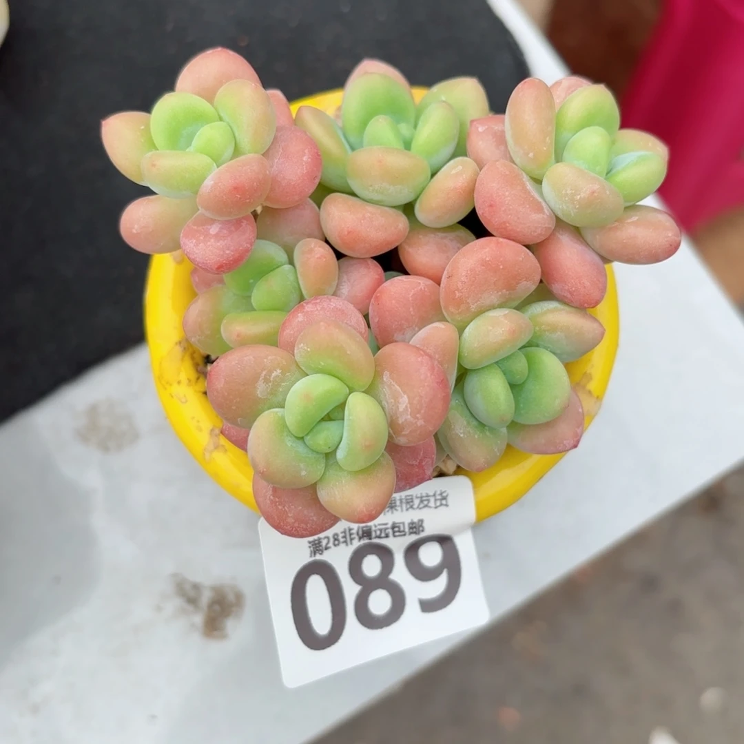 橘子洛神老桩无盆土发货