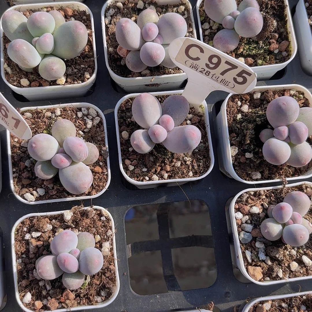 财***婆C975Mike奶一物一拍