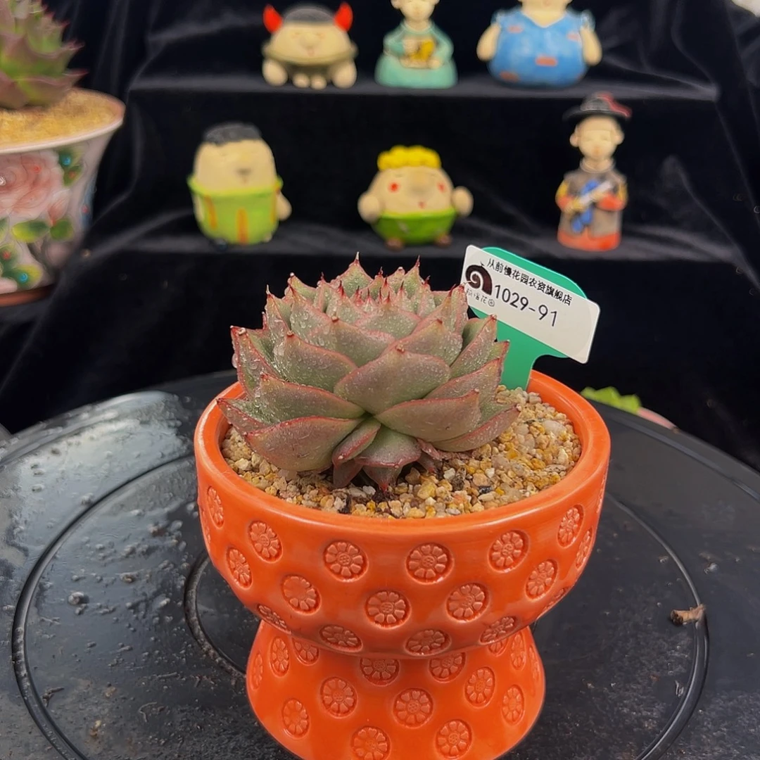 从前慢多肉编号1029-91