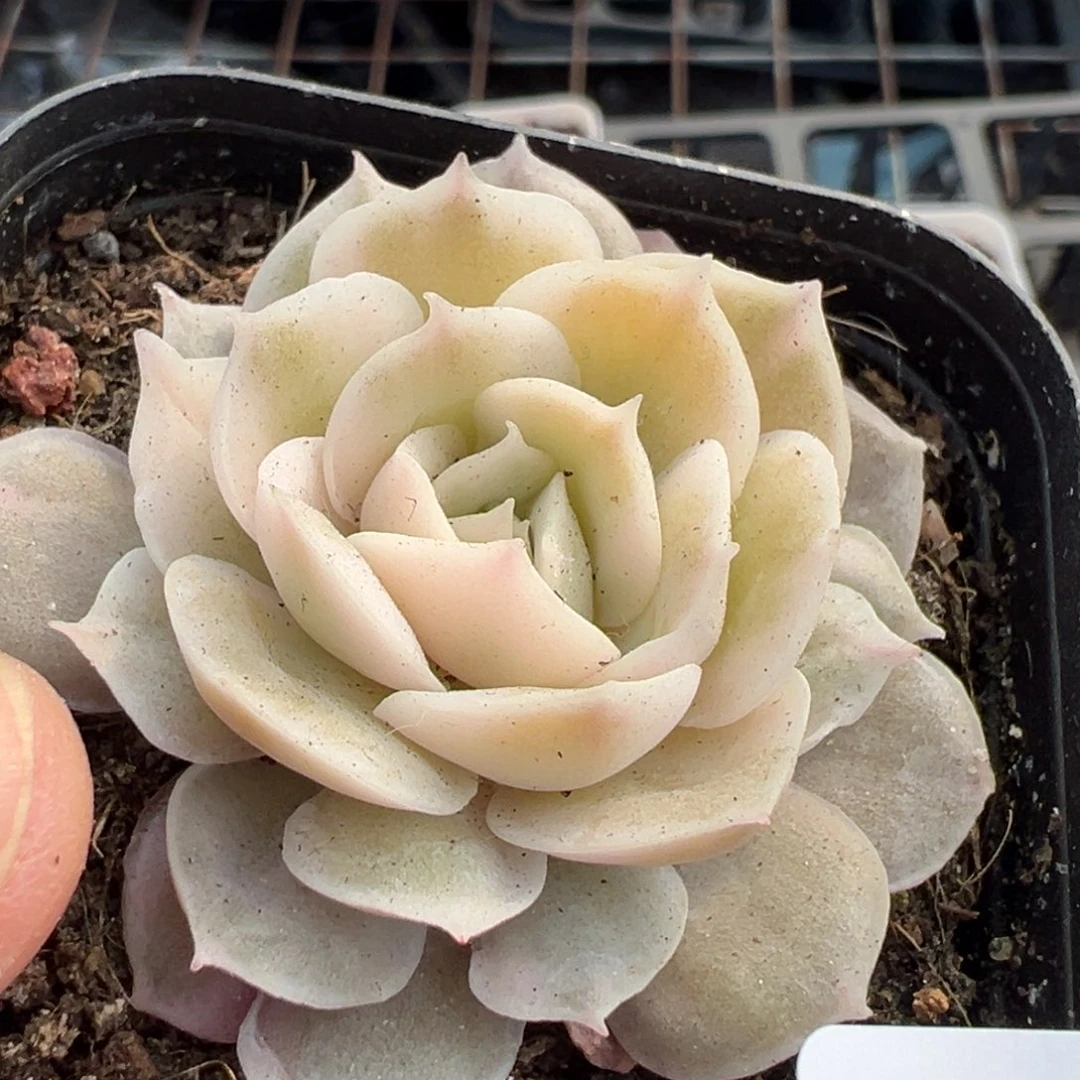 小卡拉米糖心一物一拍23-34