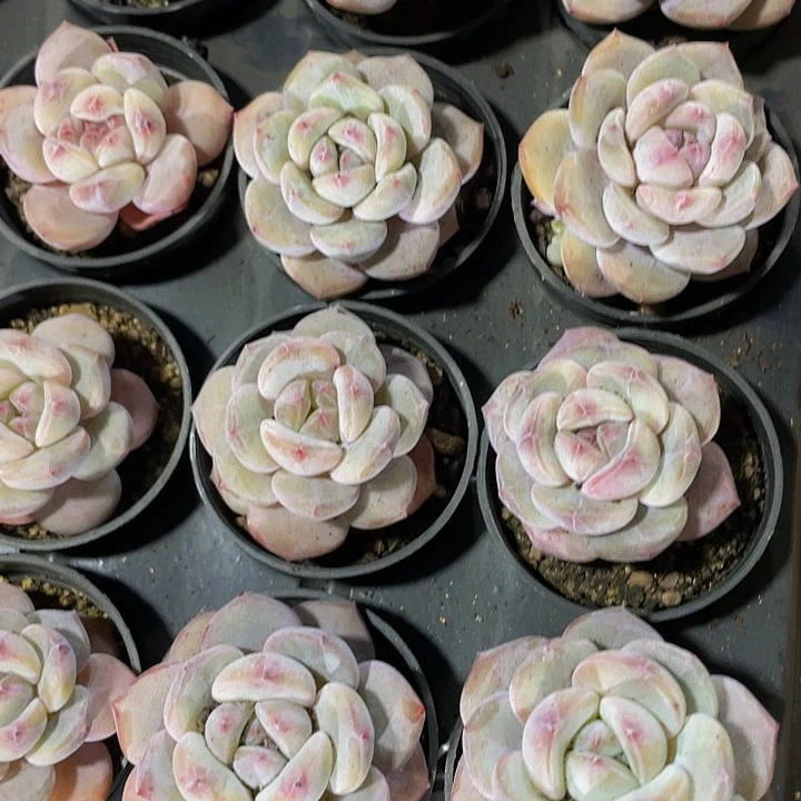 圆盆石榴汁2.8带盆