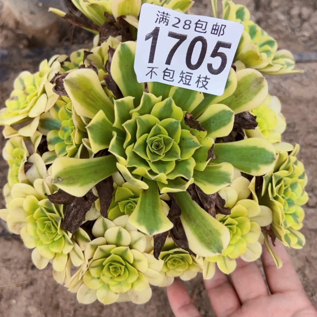 绿美杜莎多肉植物1705