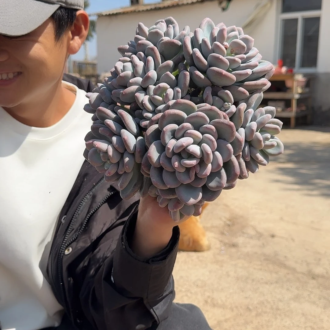 咖啡美人多肉植物