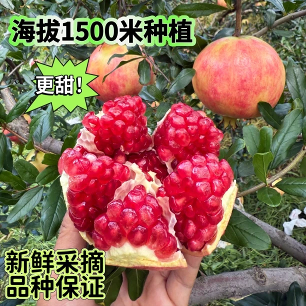 攀枝花突尼斯石榴应当季新鲜当季纯甜孕妇水果整箱批发非会理石榴