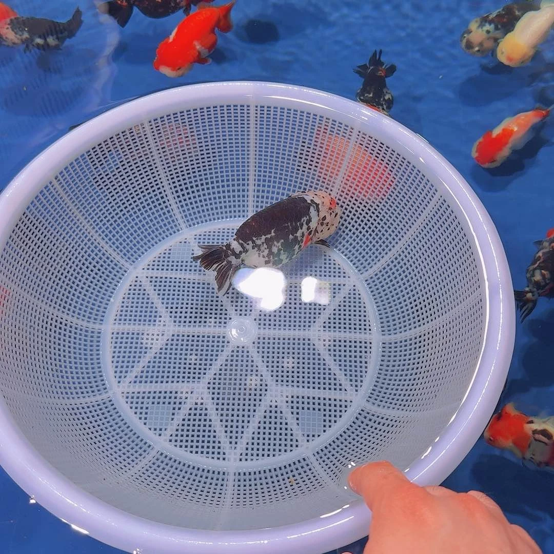 海水奶花一只到付顺丰