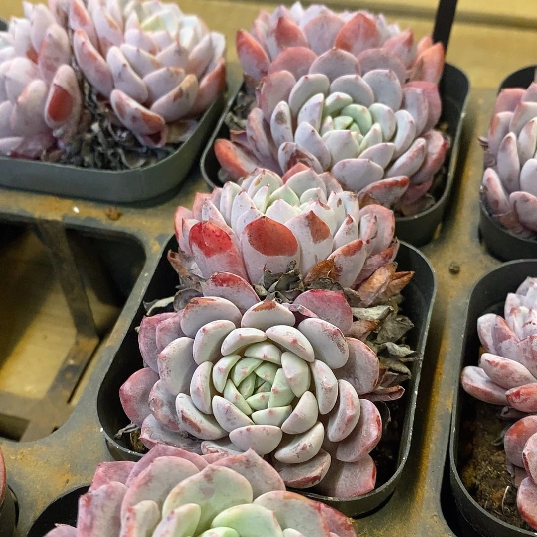 122。拉菲。福利多多