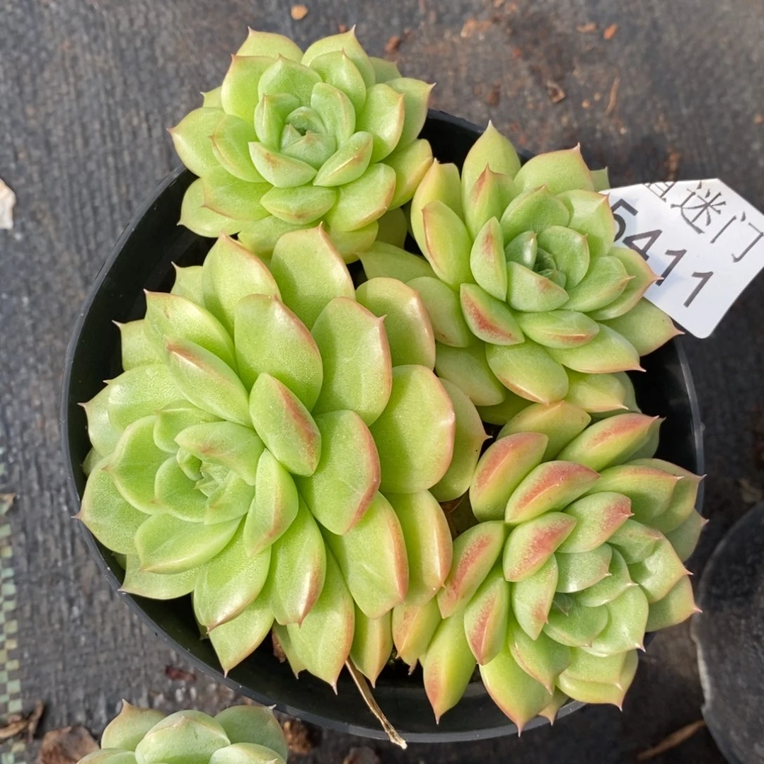 枫***谜杂交精品多肉5411~12厘米