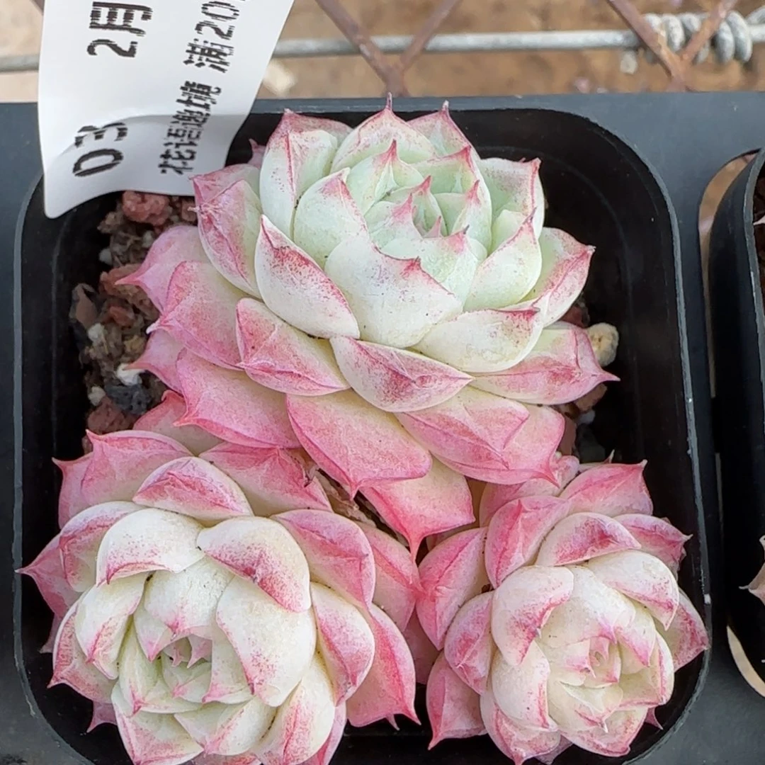 花语逸境0210-03开播福利