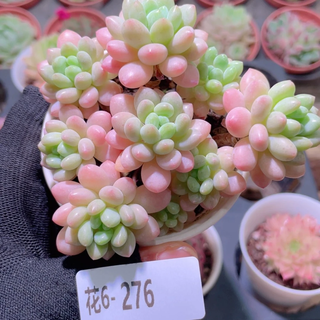 花利美6-276洛可可