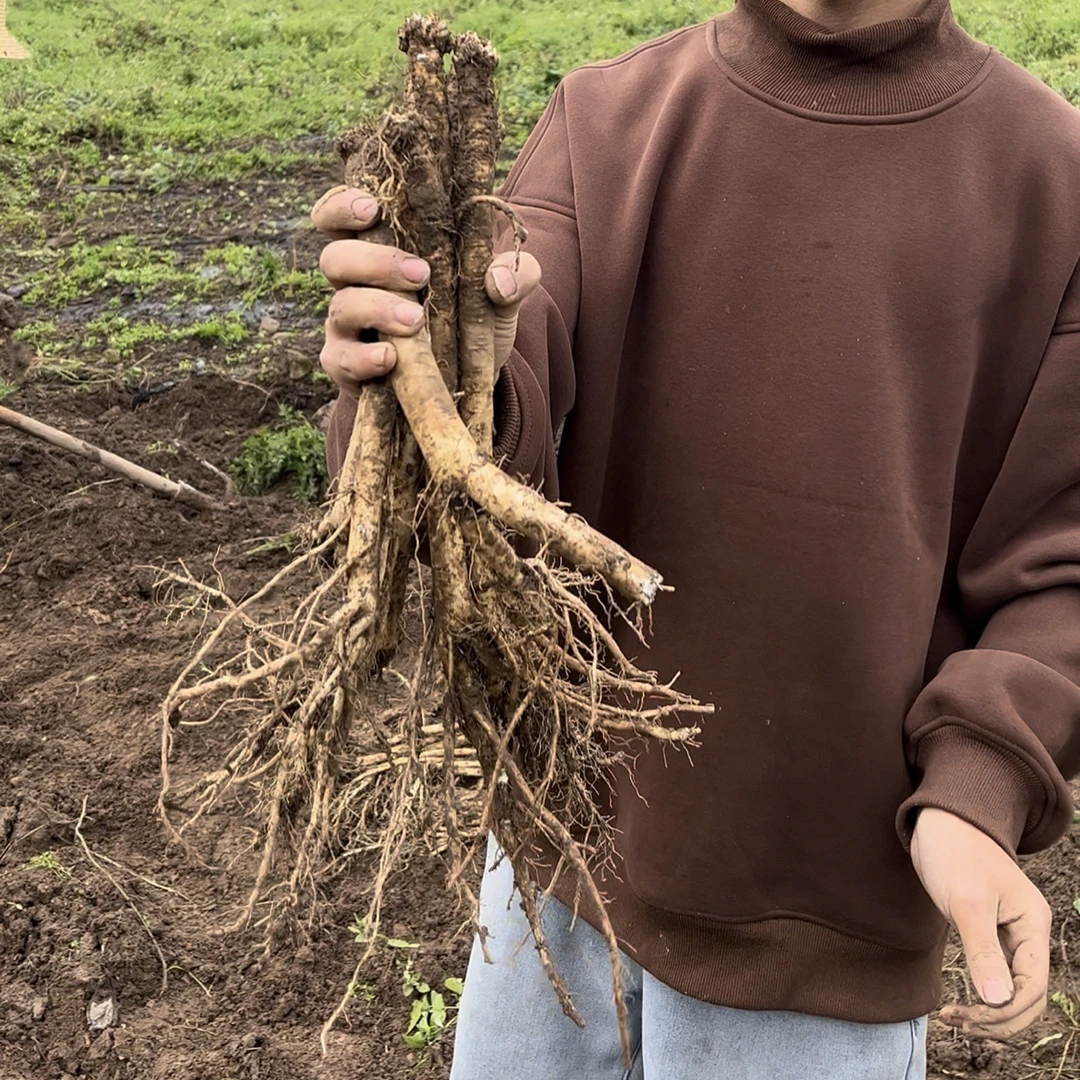 甘肃岷县党参鲜货大条