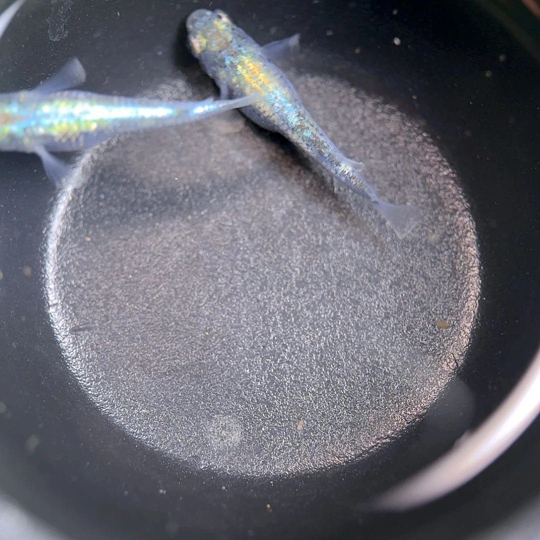 青鳉编号2 全息图一对