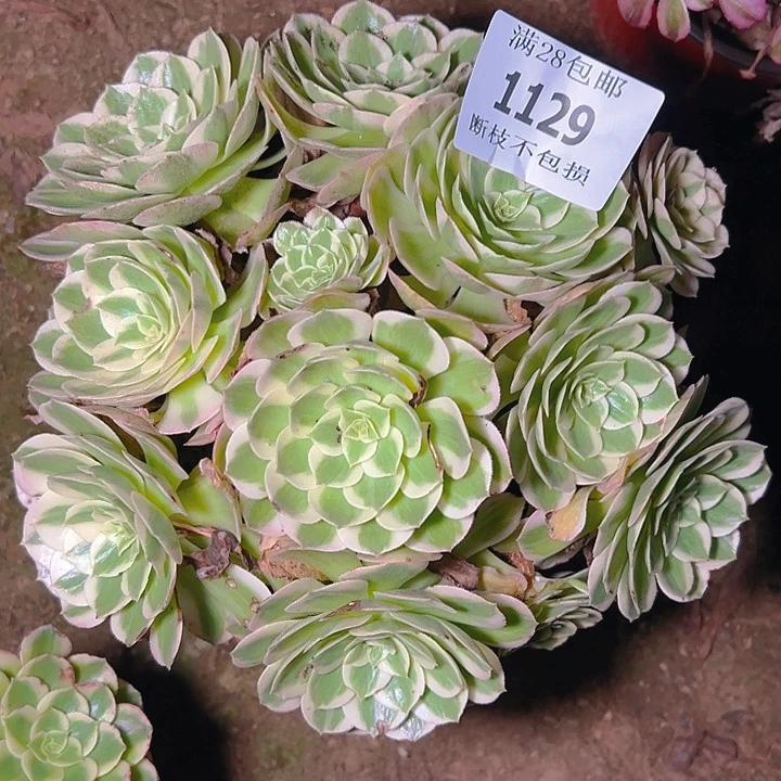 1129海王多肉植物保护