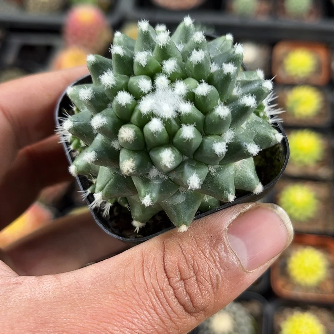 雪糕单头发货单头发货