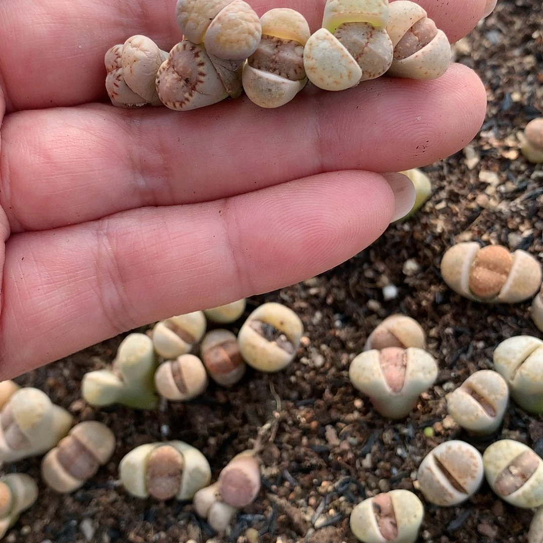 哎****?w84多肉植物保护研究所