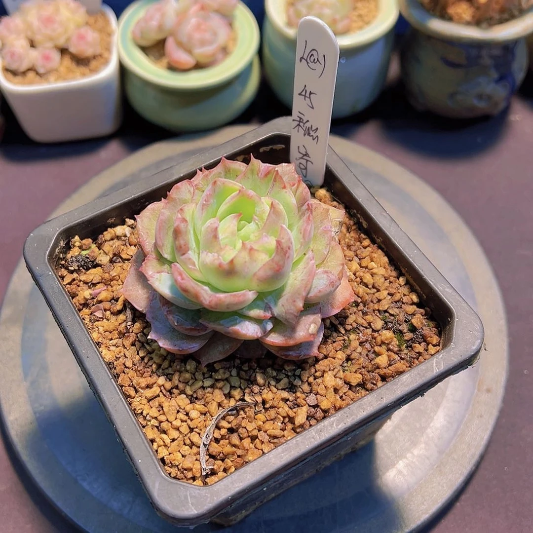 ?***?新品，多肉植物，