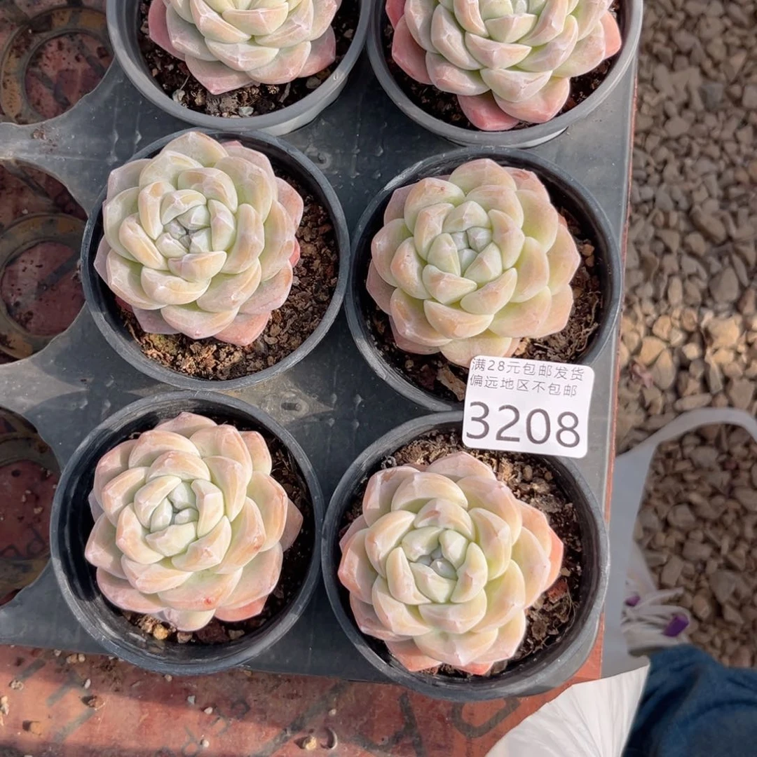 月*大2108；b f h g h h h n