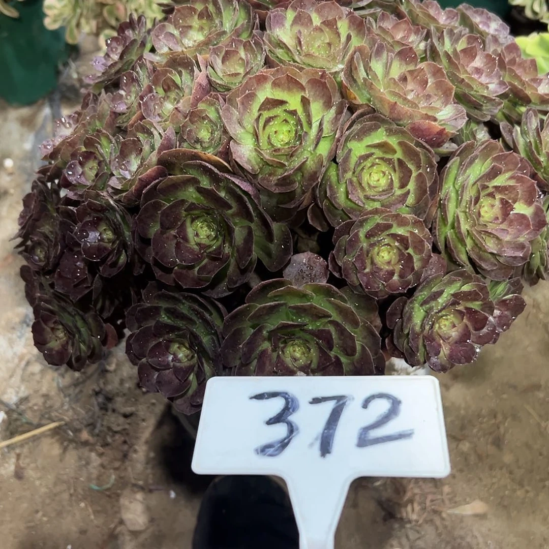 多肉植物紫罗兰法师372