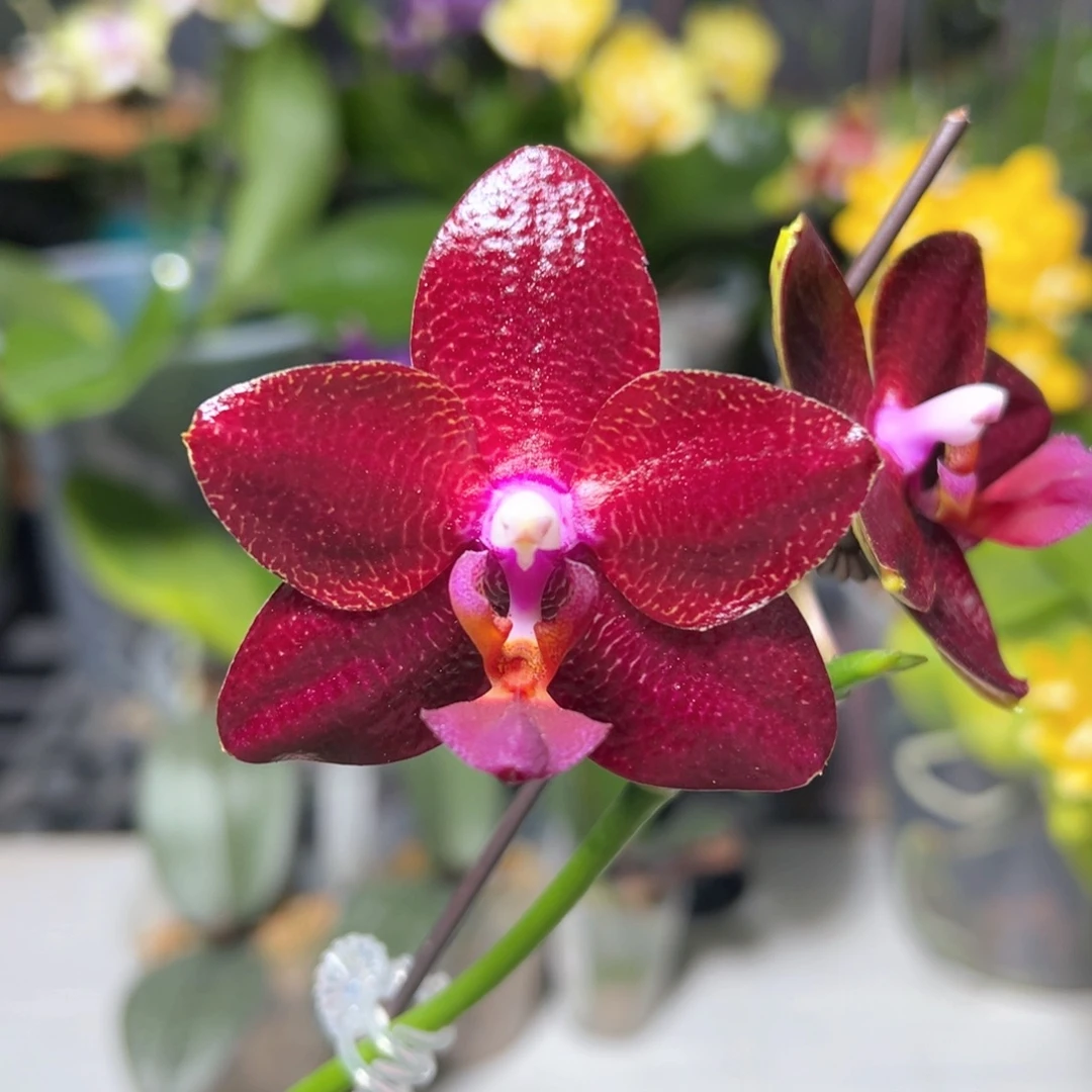 大部分开放少量花苞弥陀太阳国王