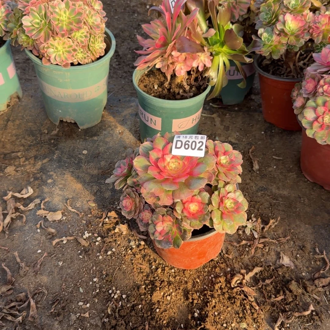 602 号一物一拍多肉脱土荔枝