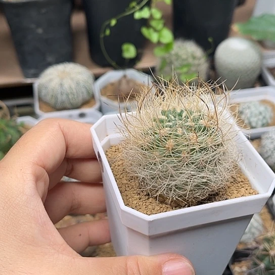 无花朵狂刺银翁玉实生