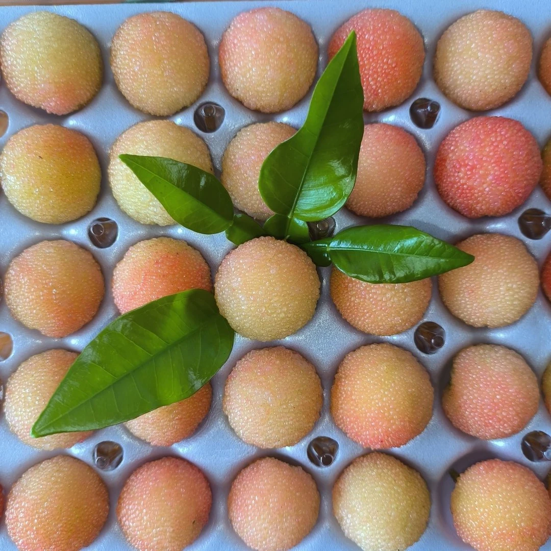 正宗浙江水晶白杨梅新鲜水果当季现摘现发顺丰直达