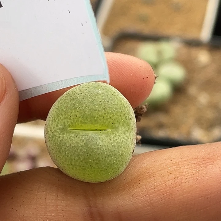 18-23翠光多肉植物