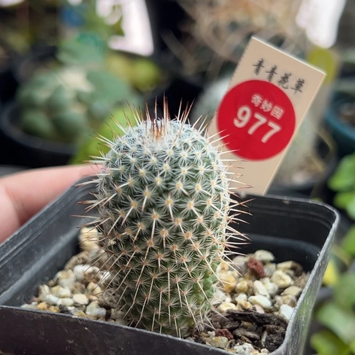 实生特选长刺白王丸2.6cm一棵仙人球