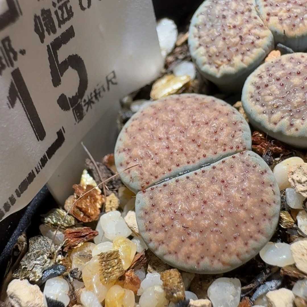 Ssss精品生石花15