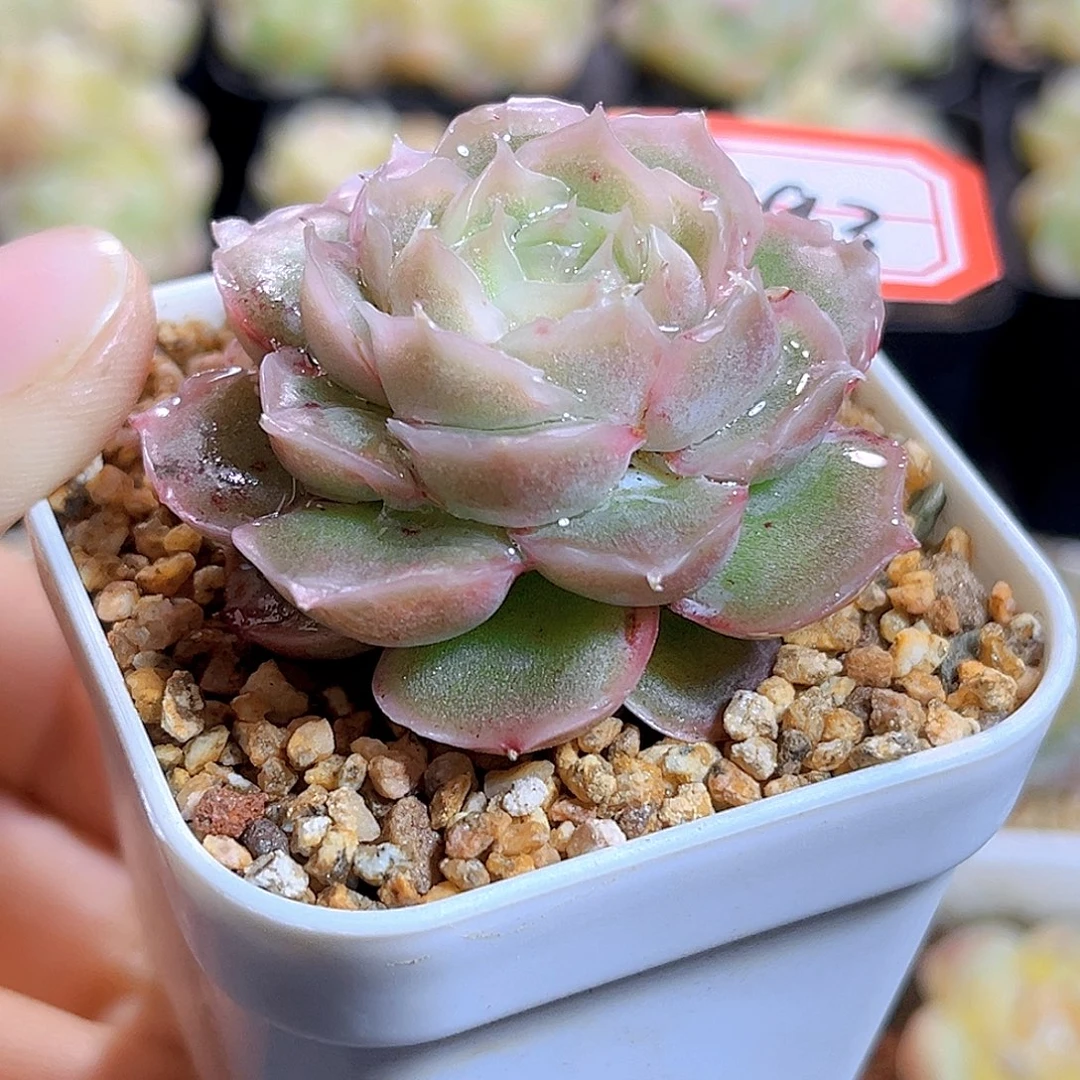 H793  虾饺 满18包邮