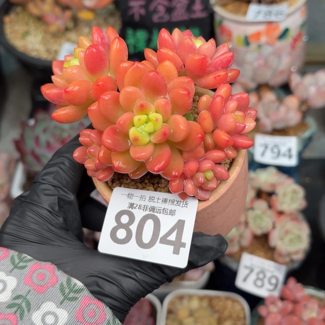 香格里拉无盆土发货