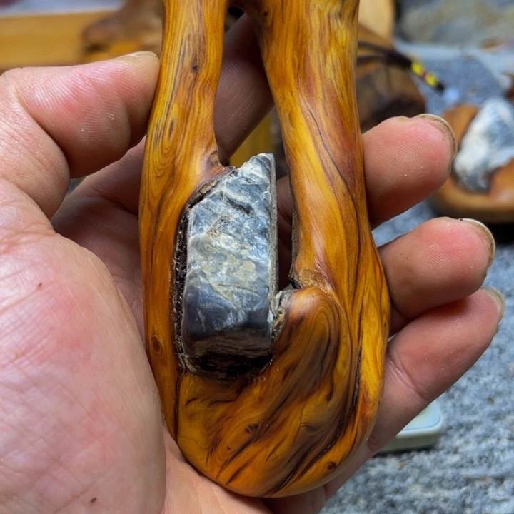 了***了柏木（崖柏）崖柏221