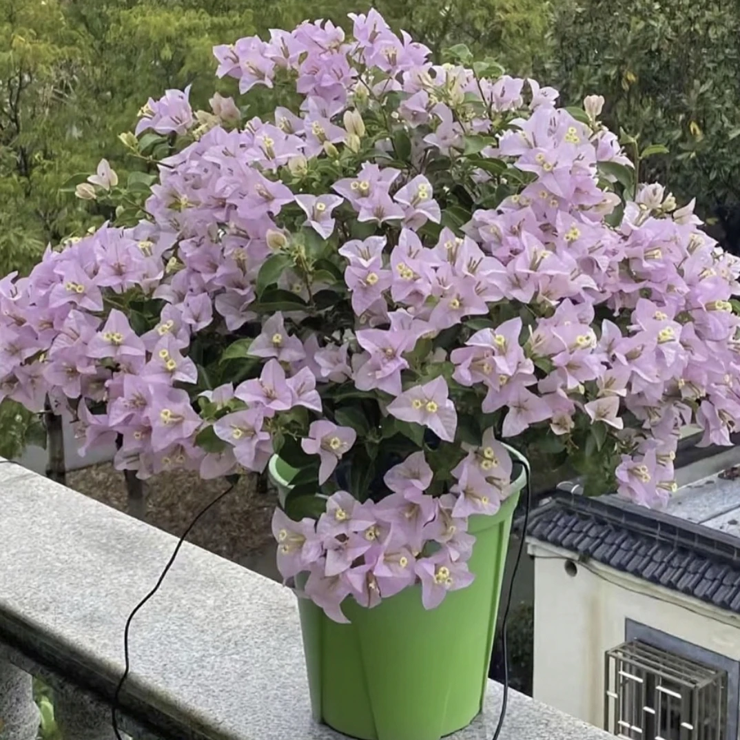 [苹果花丽娜]伊娃系列四季勤花好养爬藤花卉基地直发