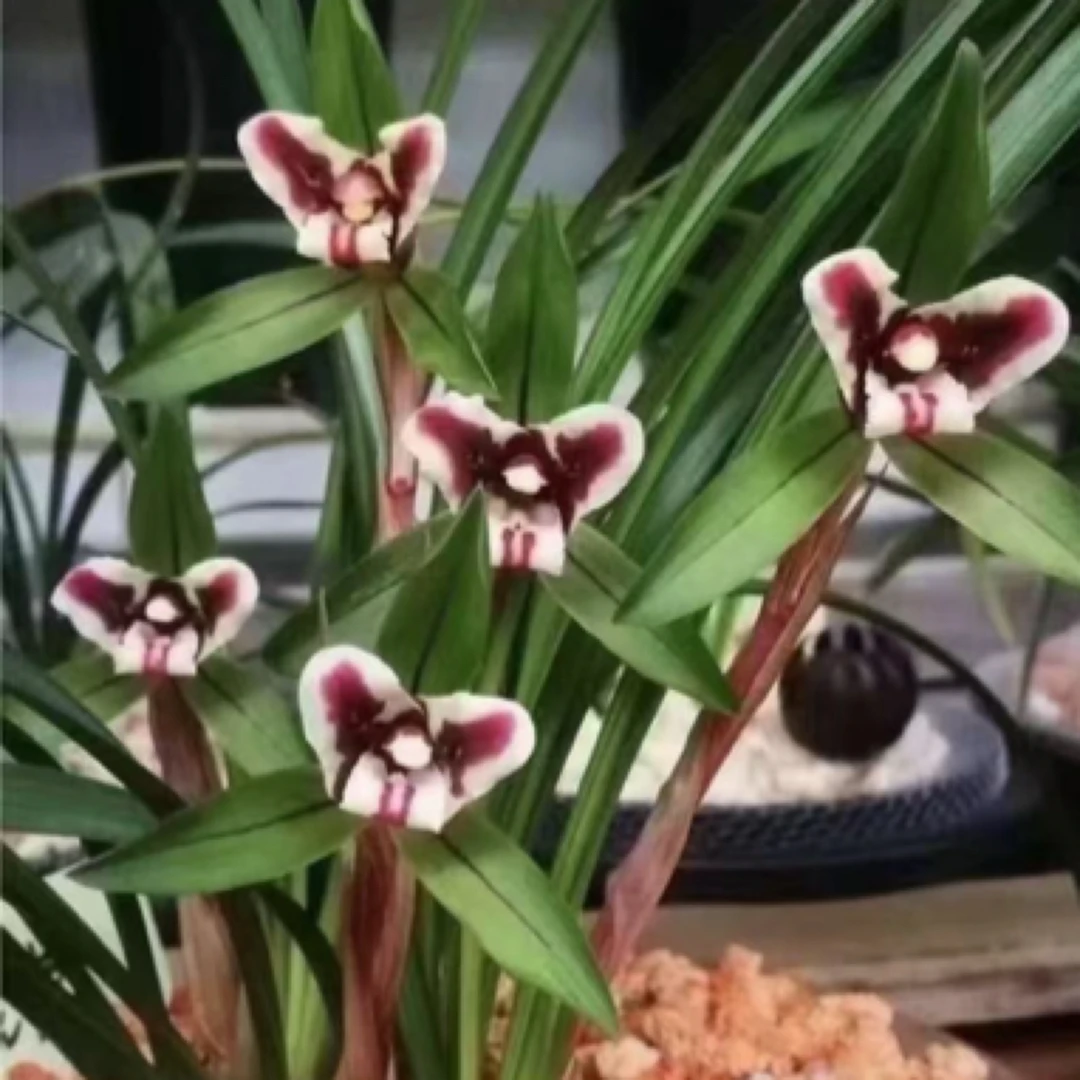 春兰黑猫壮苗带花