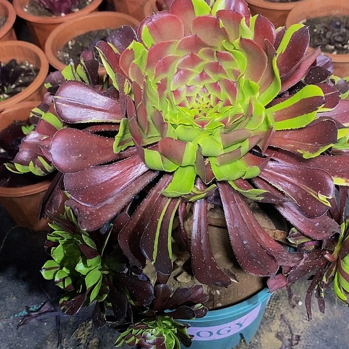 多肉植物保护研究所
