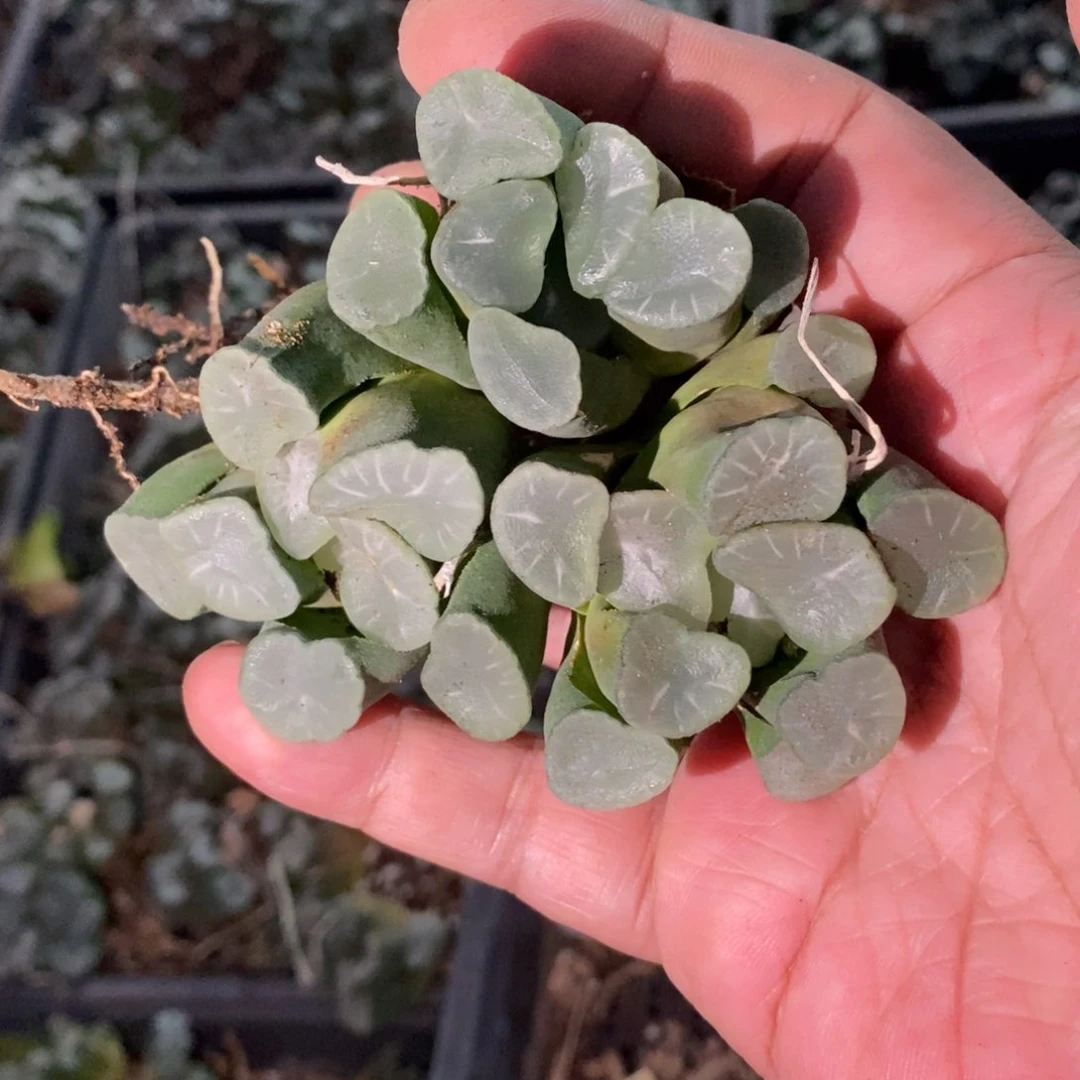 2932 一颗实生万象 糯窗没啥纹路 超级福利