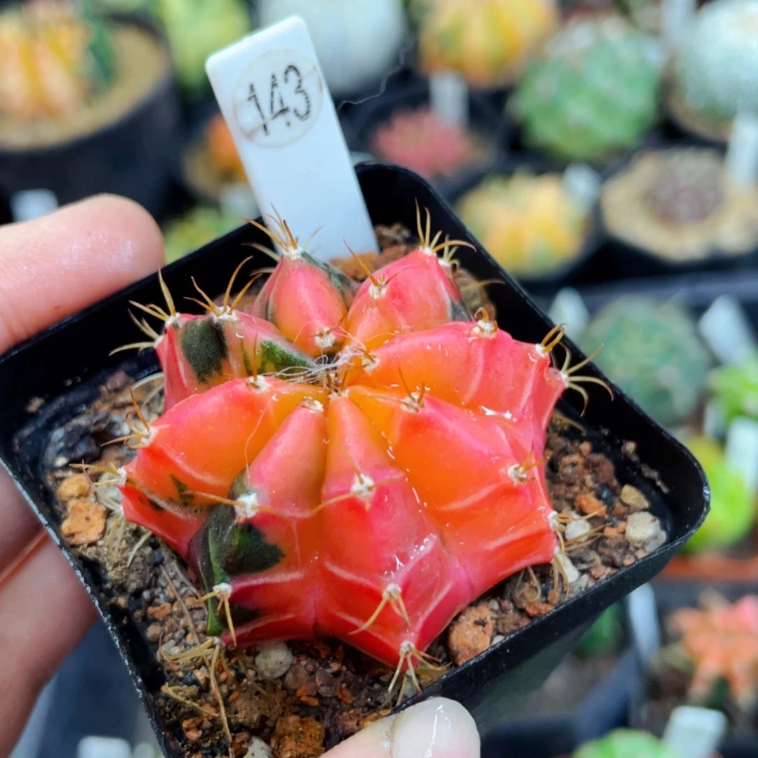 满25包邮盆5公分裸根发货