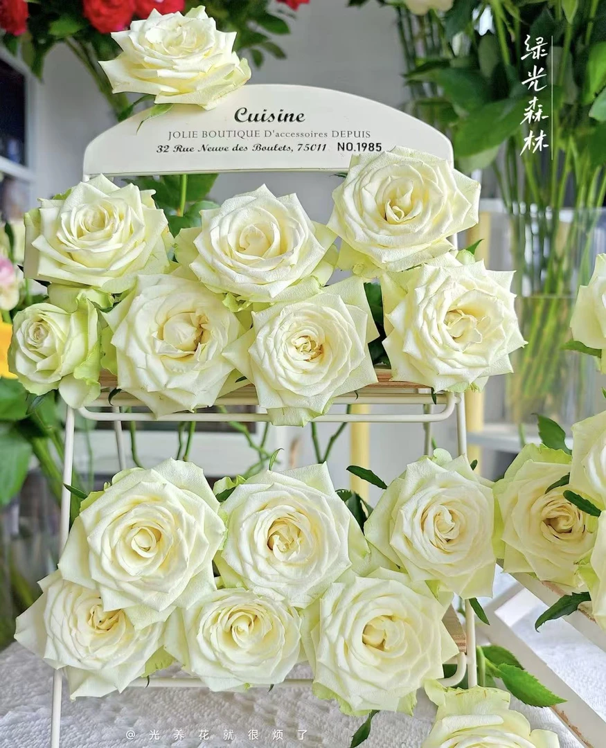 【绿光森林】单头玫瑰花材云南基地直发