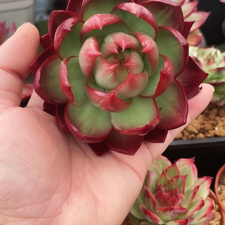 惊鸿仙子多肉植物3002