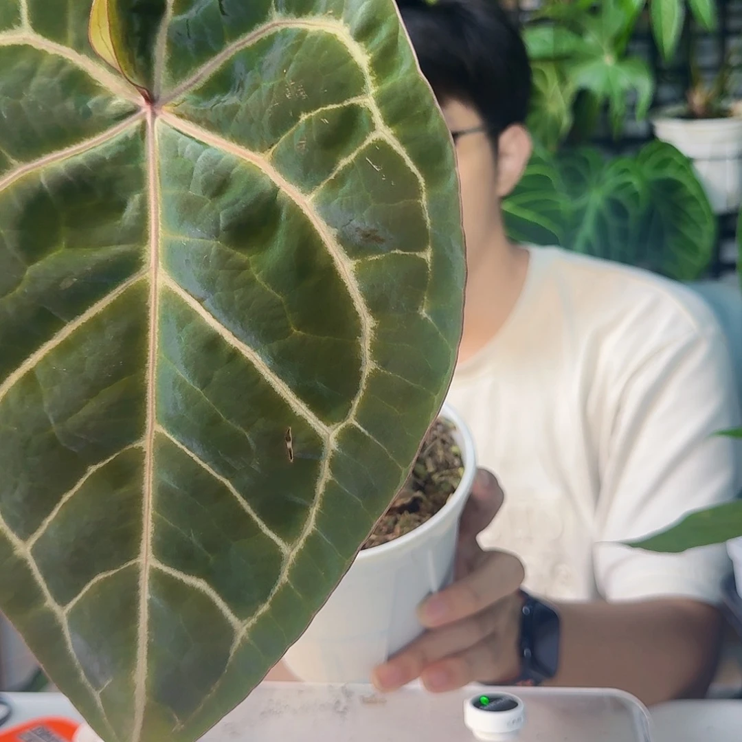 ****M完全开放一物一拍L108叶损无售后