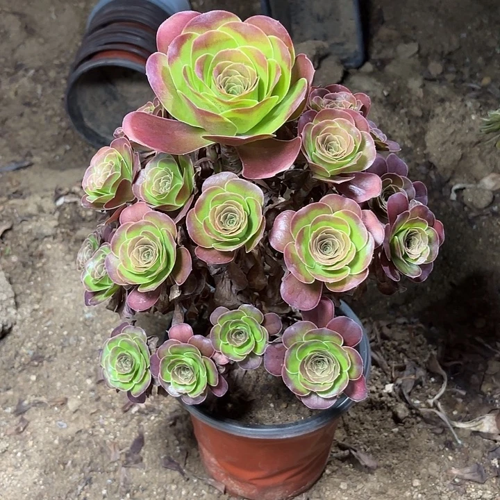 多肉植物法师魅金28