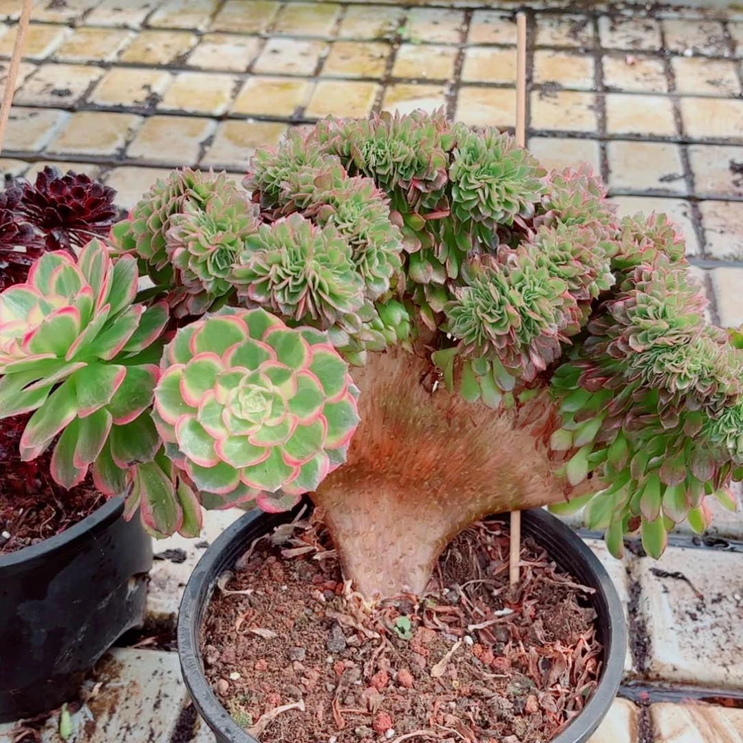 清***英我在外面吃饭了888