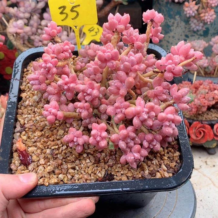 无花朵多肉一物一拍35