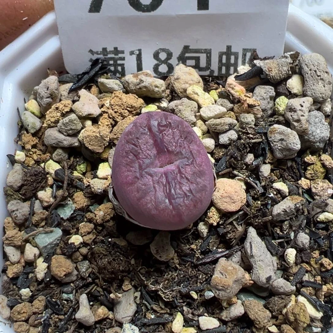 【闪购商品】 704。