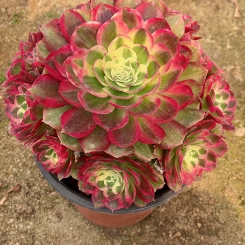 多肉植物玉资锦。