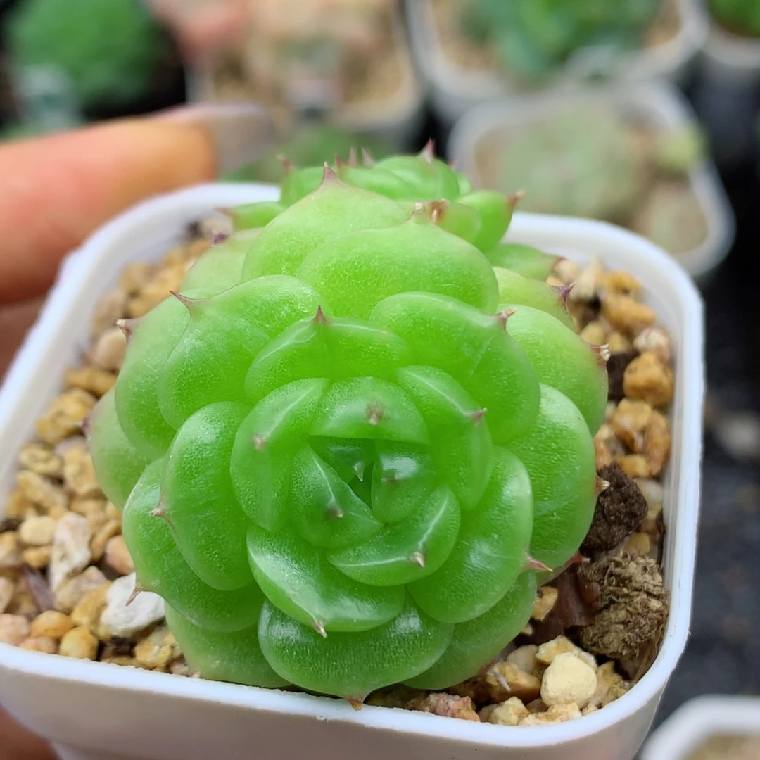 58包邮  群生不包整07