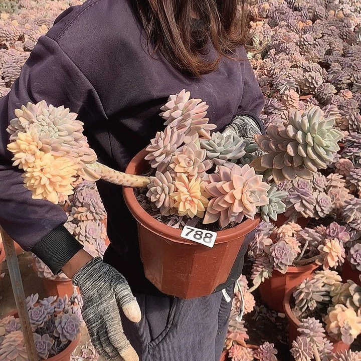 788 淡雪锦 一物一拍