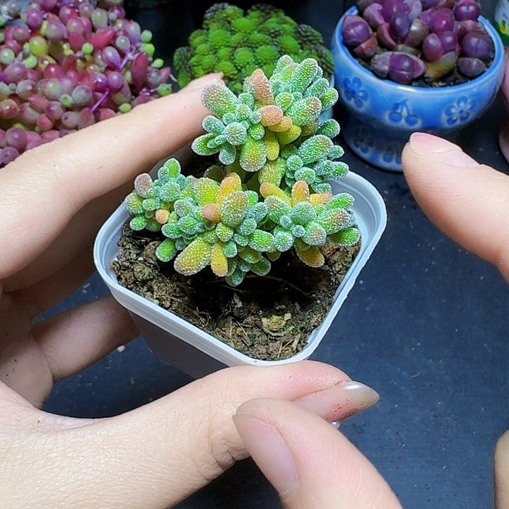 冰晶枝干番杏带盆一盆福利炸