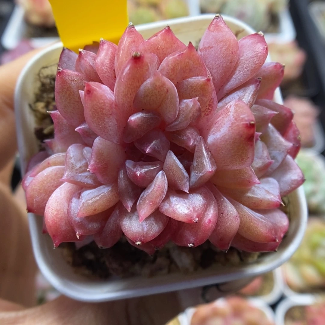糖心琥珀缀化372号