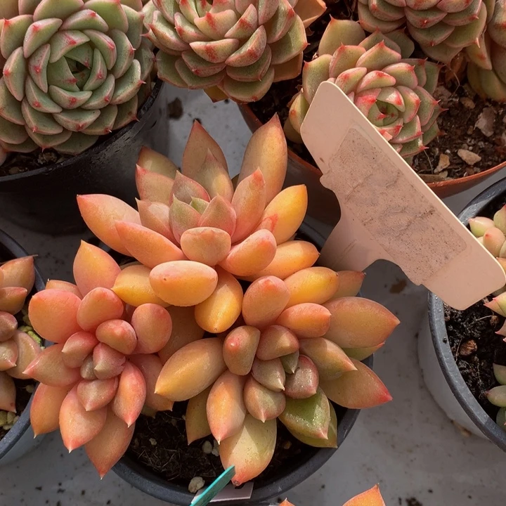 读肉皮子和欧616272727