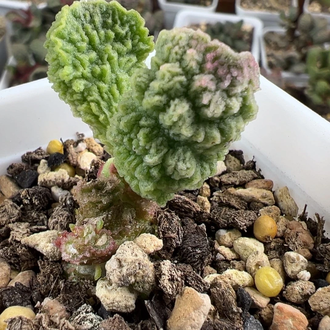 实生新品多肉植物水泡多肉植物